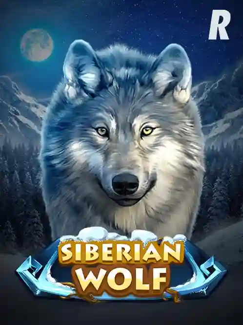 Siberian-Wolf